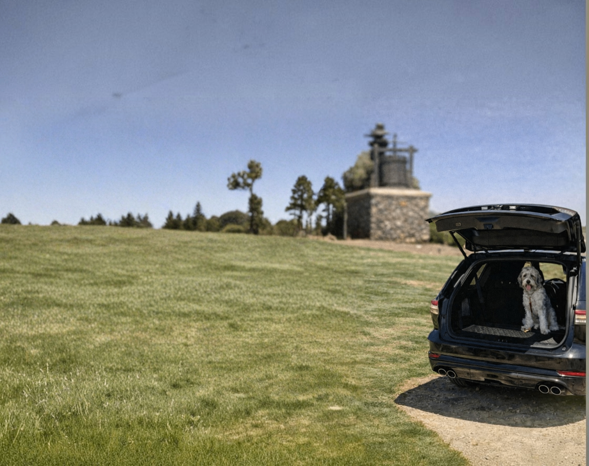 A dog waiting in the open trunk of a luxury SUV parked at a Napa Valley winery on a dog-friendly wine tour