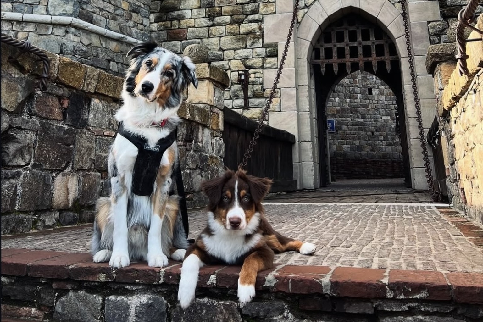 Two Australian shepherd dogs posing at the entrance of a historic Napa Valley castle winery during a dog-friendly wine tour