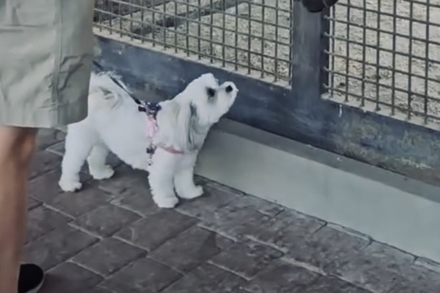 A small white dog greeting a horse at a Napa Valley winery on a dog-friendly wine tour