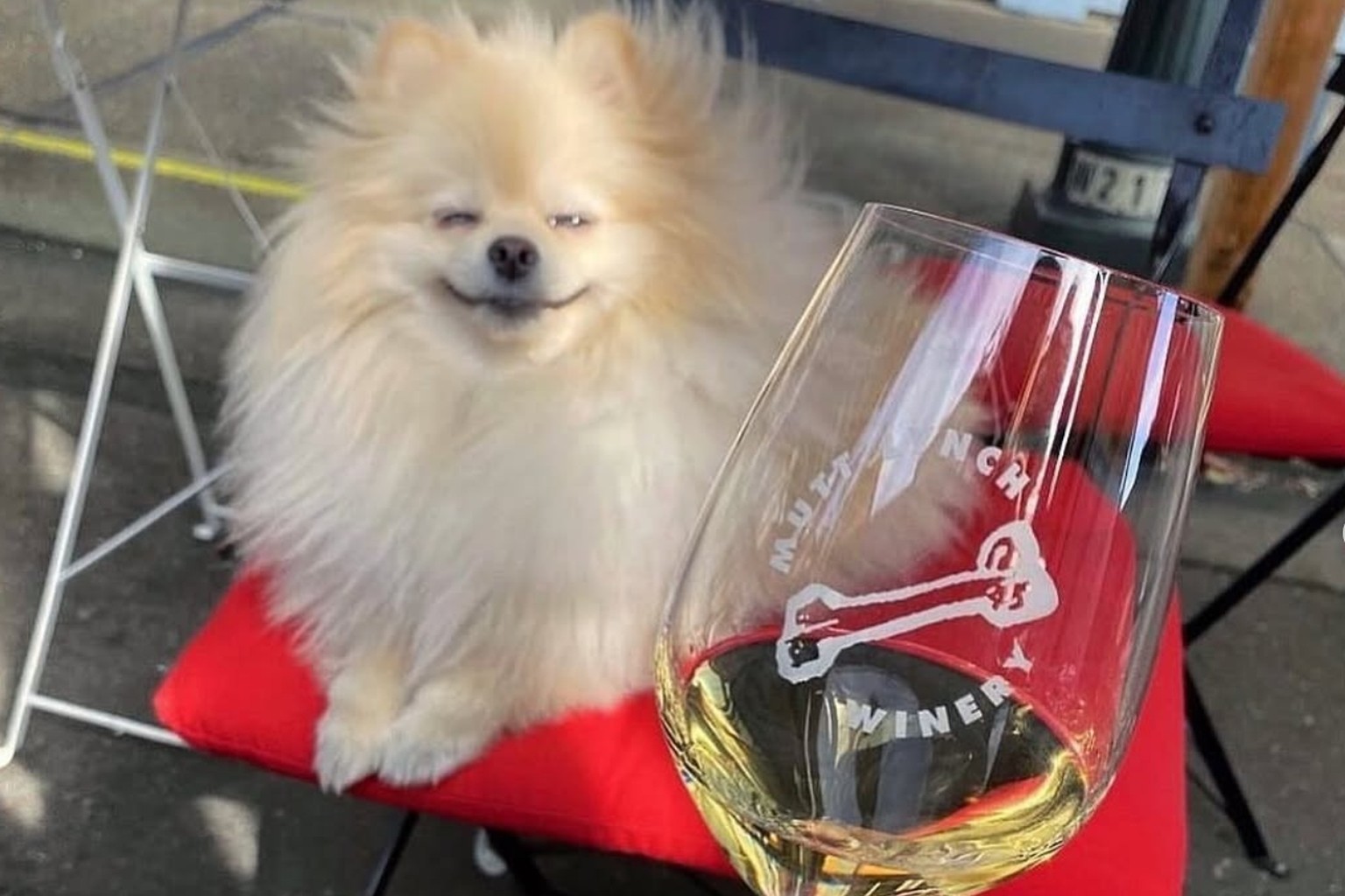 A smiling Pomeranian resting on a cushion beside a glass of white wine on a dog-friendly winery patio